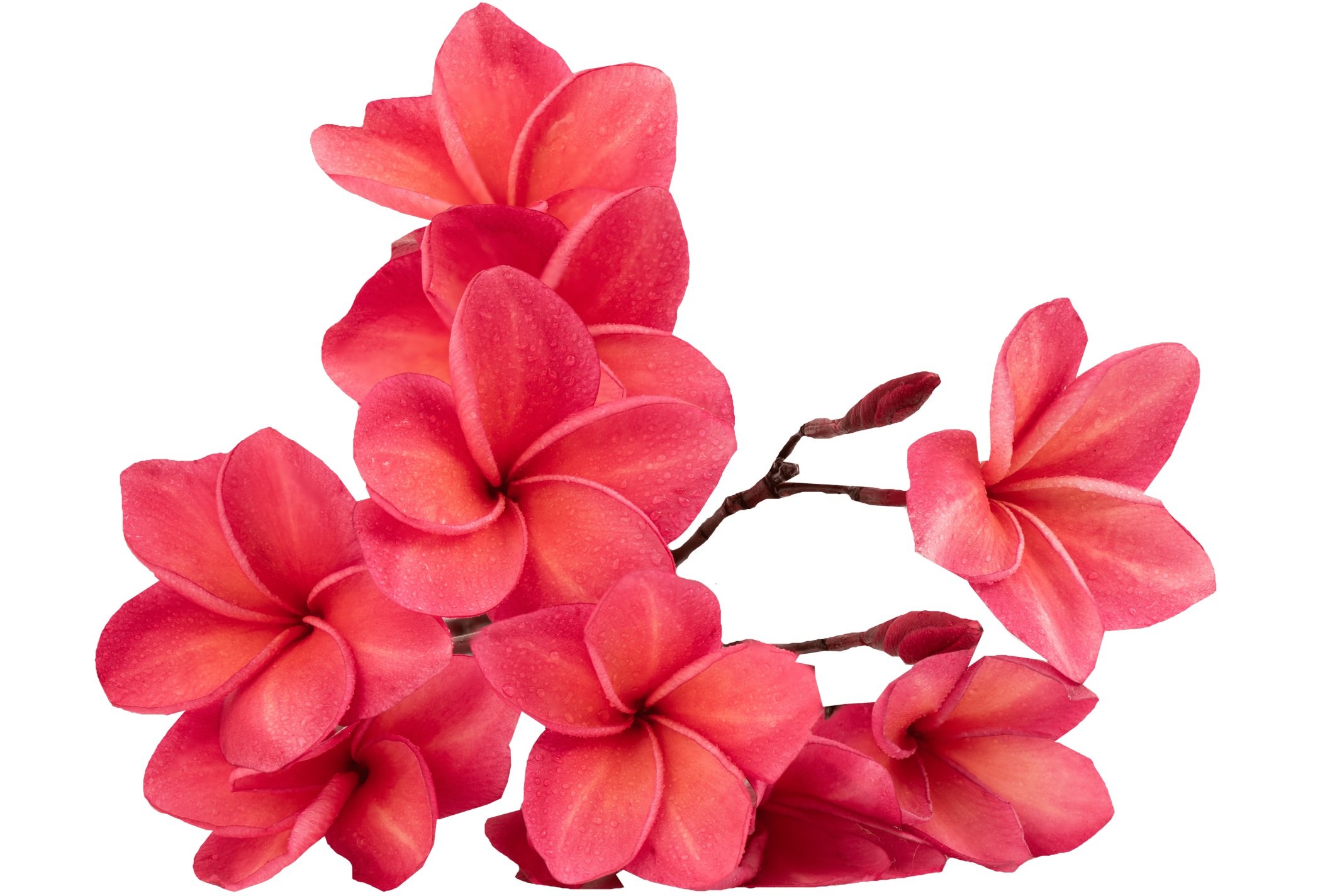 Group of light red flower blossoms.